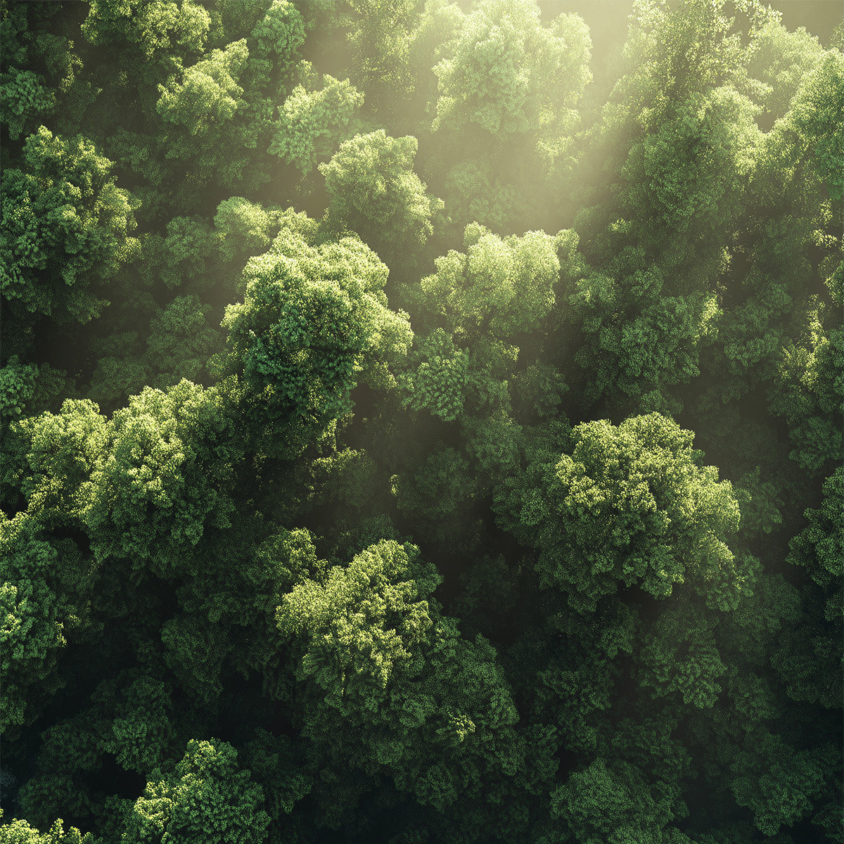 Vista aerea di una foresta